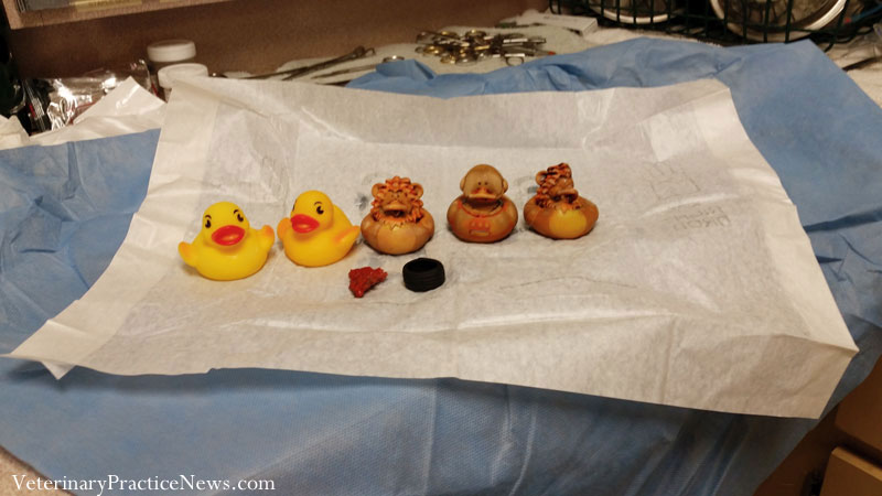 cody golden retriever 5 rubber duckies