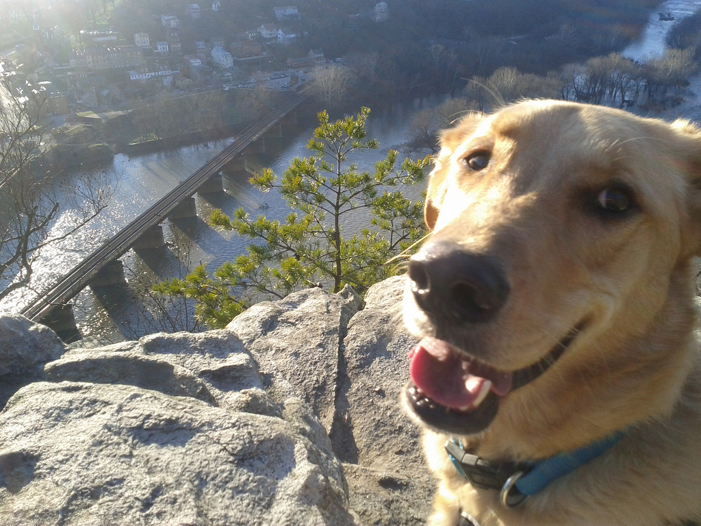 7 Top Dog-Friendly Hikes near Washington DC: Where to Take ...