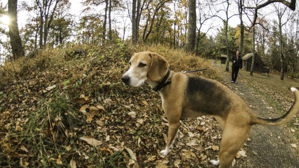 7 Top DogFriendly Hikes near Washington DC The Dog People by