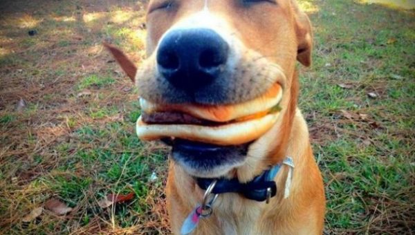 dog barbecue burger