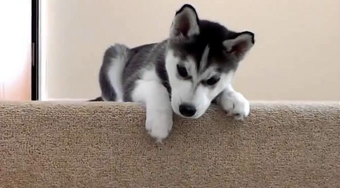 husky-puppy-stairs