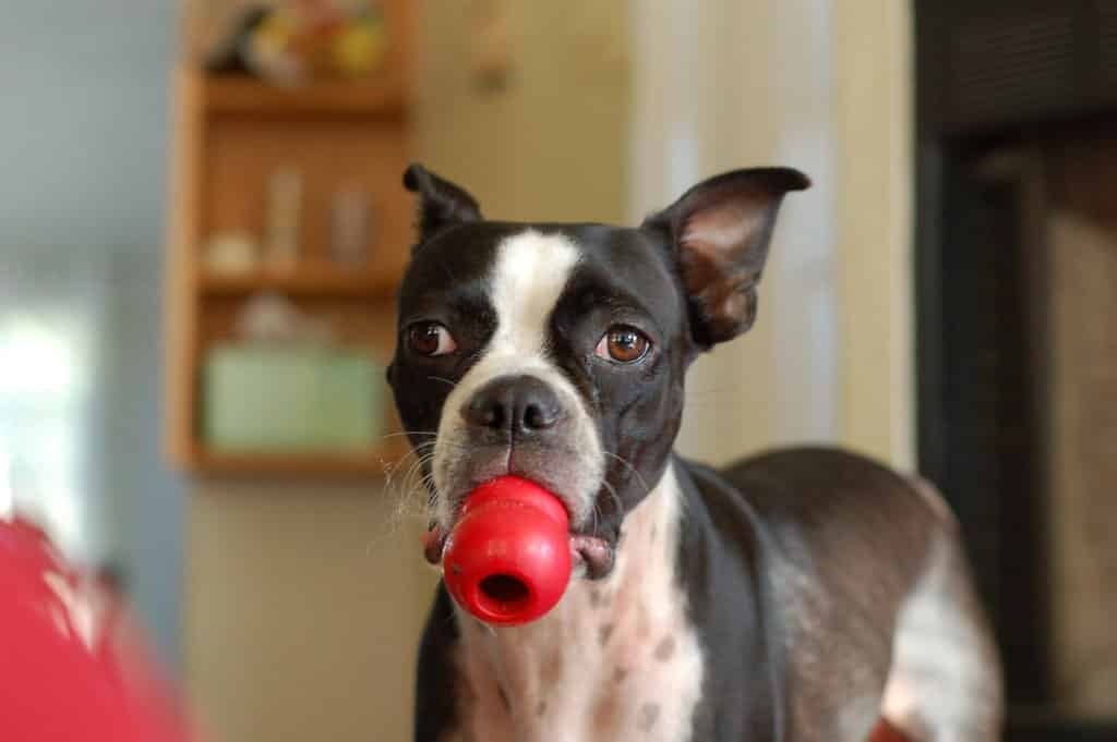 13 Kong Filler Recipes - Stuff Your Kong for Puppies & Adult Dogs