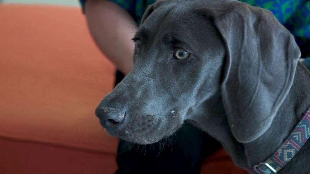 6 Dogs That Ate Crazy Stuff (Like Gorilla Glue)—and Lived! The Dog