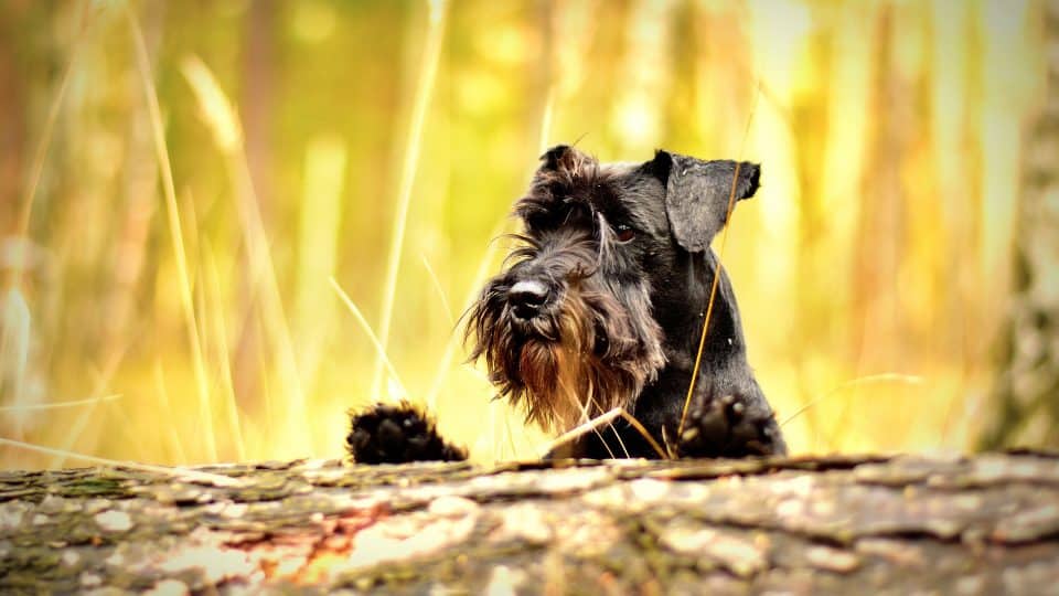 oldest living dog breed