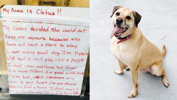 How To Find A Good Dog Walker In Nyc How To Find A Good Dog Walker In Nyc