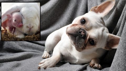 pig bunny frenchie why are frenchies so popular