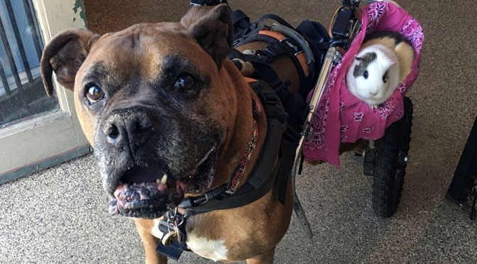dogs and guinea pigs get along
