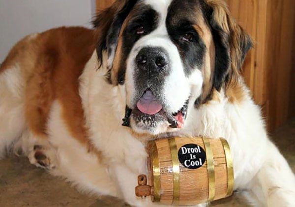 10 Stinkiest Dog Breeds and What You Can Do About It 