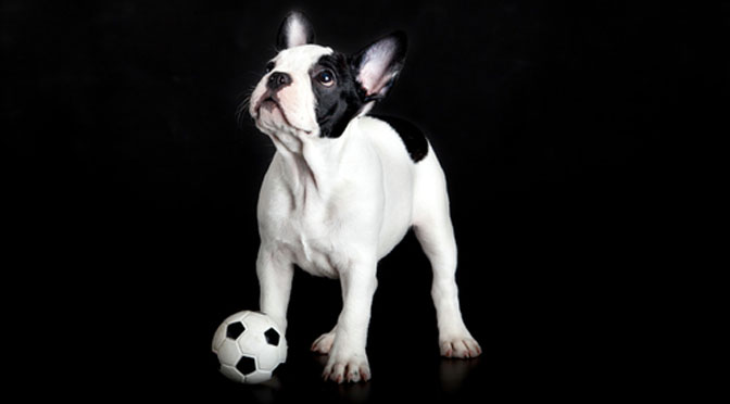 soccer playing dog french bulldog boston terrier