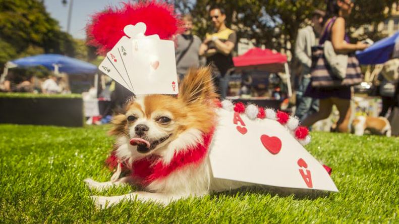 Photo via SF SPCA.