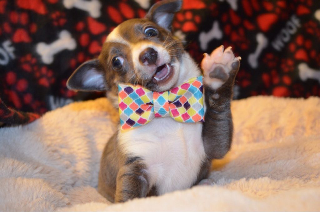 puppy in a bow tie waving