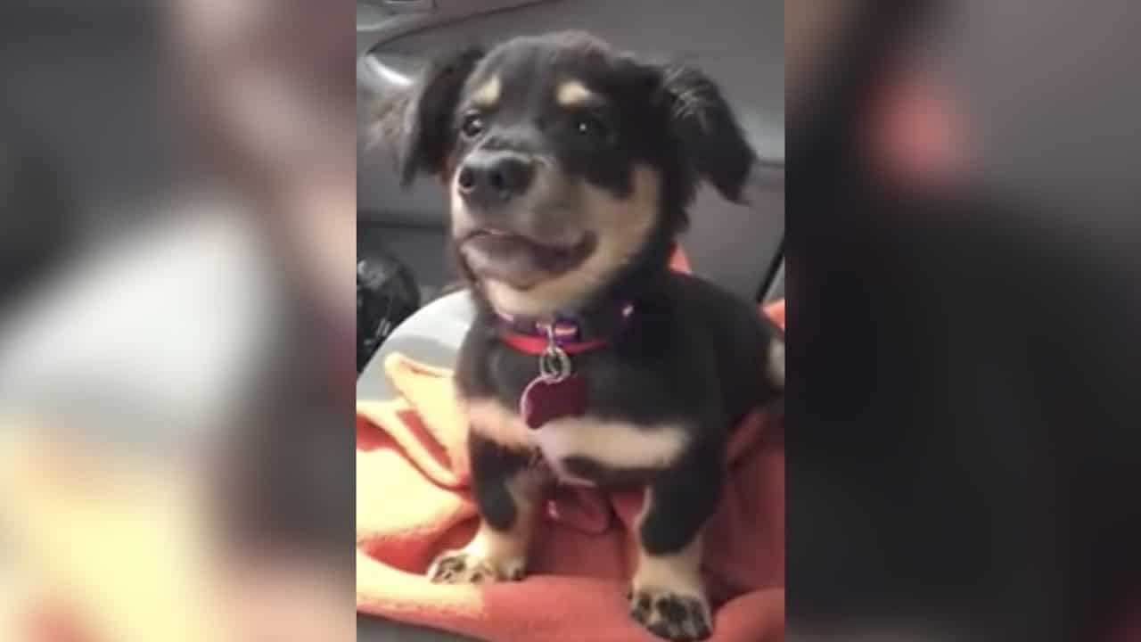 5 Ridiculously Cute Puppy Tantrums Caught on Video The Dog People by