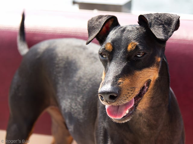 manchester terrier dog breeds for cat lovers