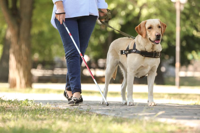 do service dogs have to walk