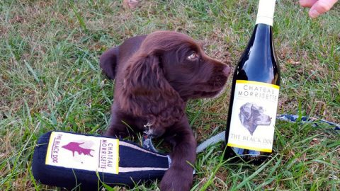 dog-friendly winery dc