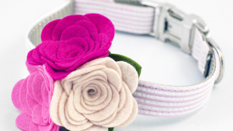 summer fashion trends for dogs floral collar