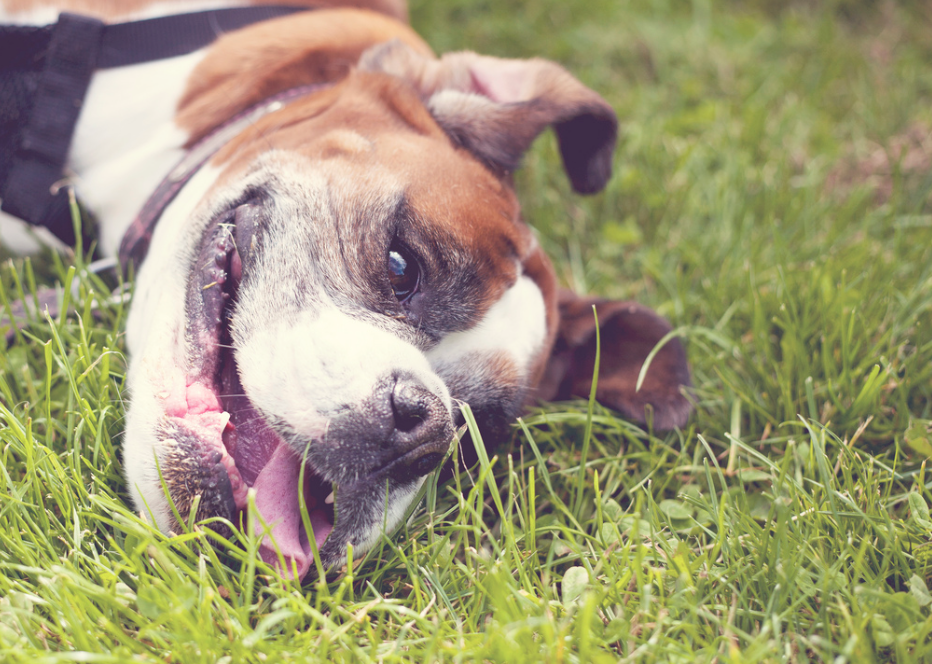 why do dogs roll in grass why dogs roll in the grass rover why do dogs roll in grass why dogs roll in the grass rover