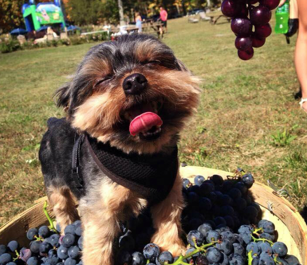 dog friendly wineries nyc dog with grapes