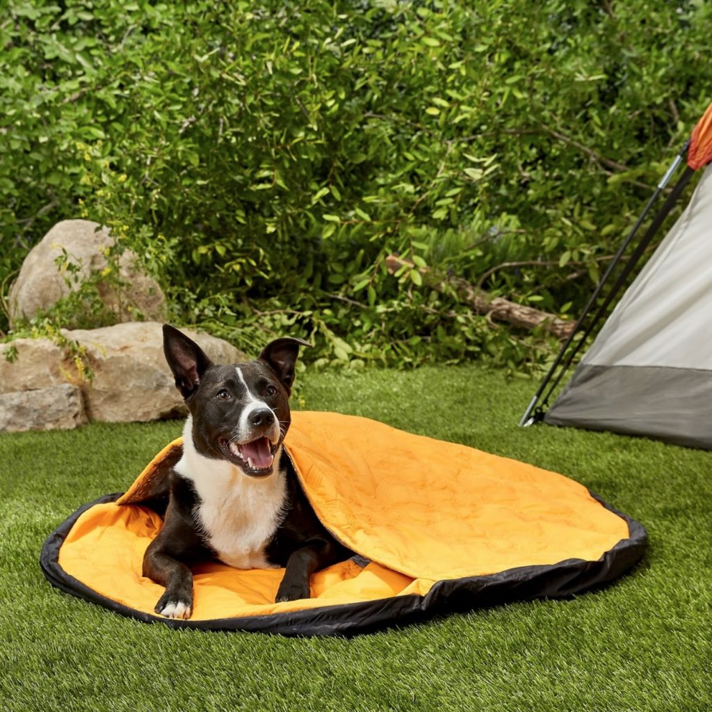 Camping With Dogs 7 Tips for Happy Canine Campers