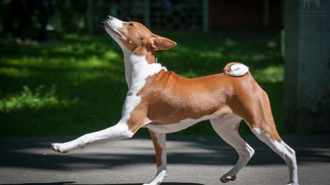 basenji best dog for cat lovers