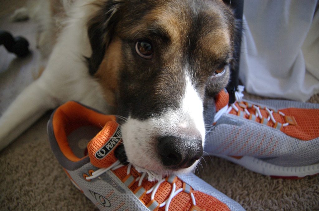 Destructive Dog Advice Why Your Dog is Destroying Your House