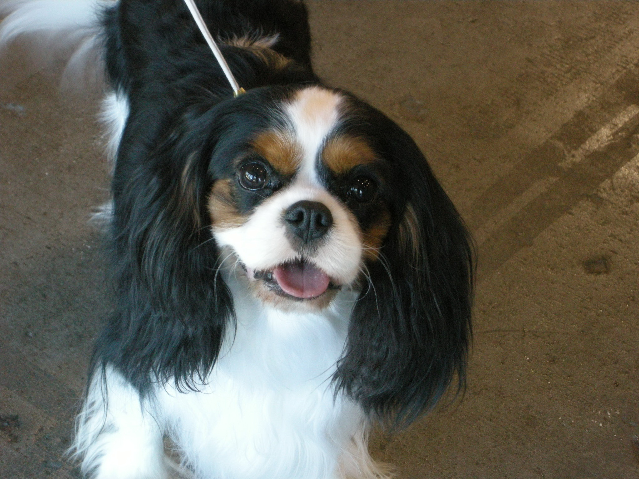 8 Best Dog Breeds for Cat Lovers The Dog People by