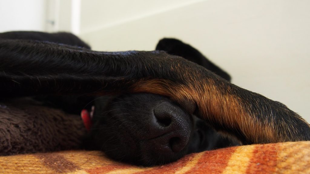 hiding-dog