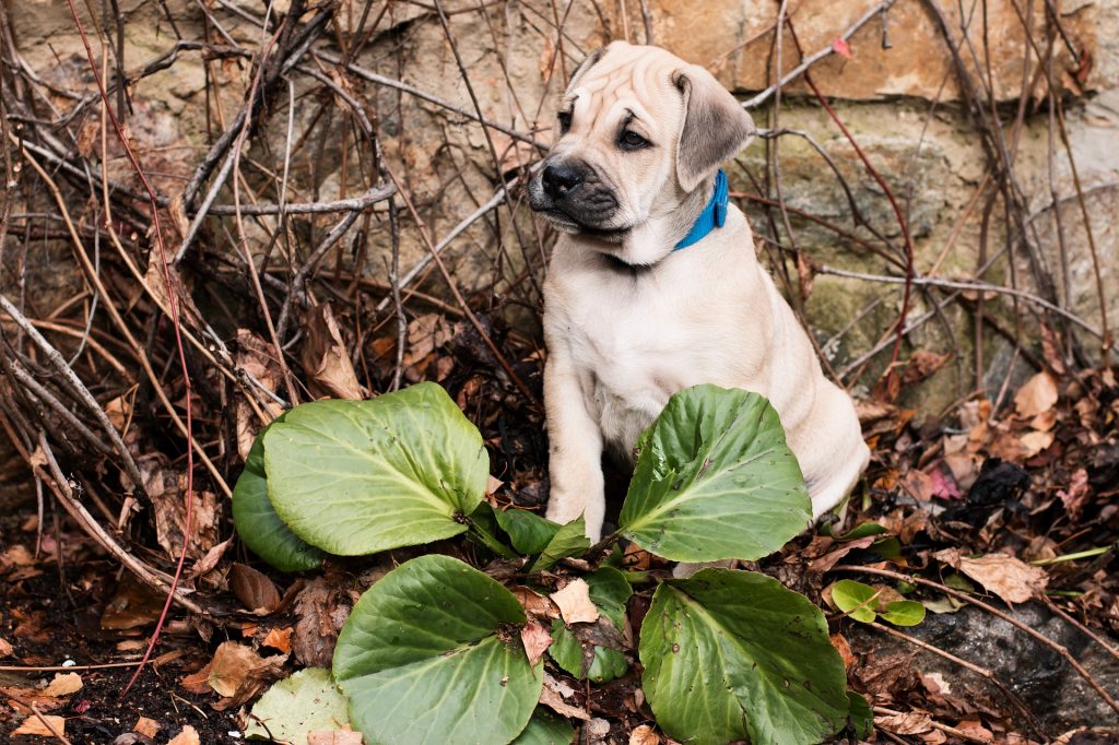 caladium dogs