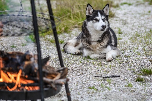 Husky sitting outside by campfire grill