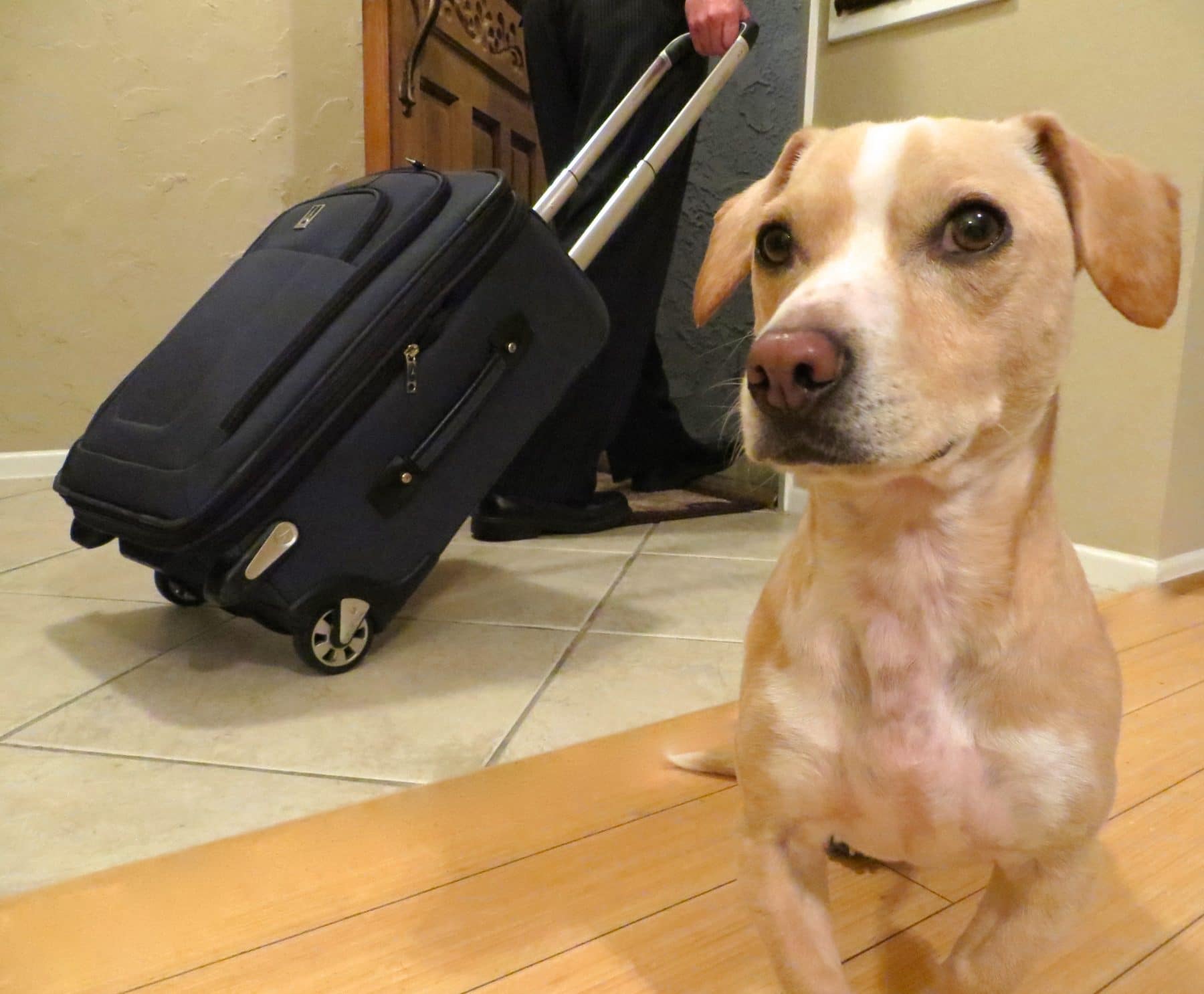 7 Best PetFriendly Hotels in Baltimore