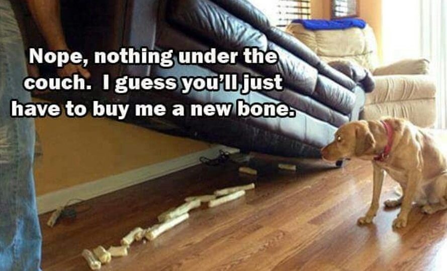 dog bone hoarder couch