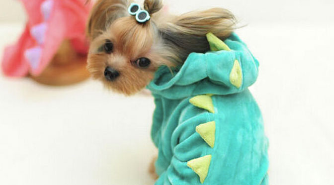 dog dragon costume