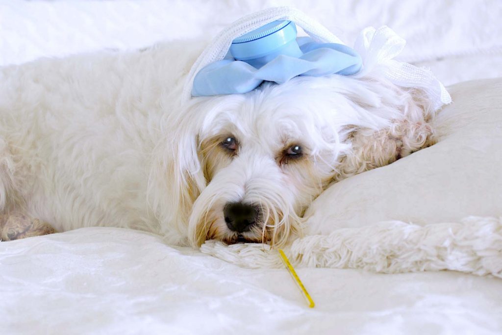 do dogs get cold does my a cold how to and what to do rover do dogs get cold does my a cold how to and what to do rover