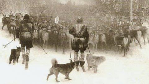finnish lapphund herding reindeer