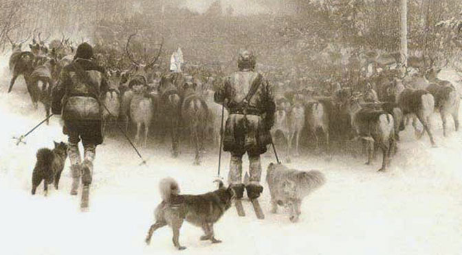 finnish lapphund herding reindeer