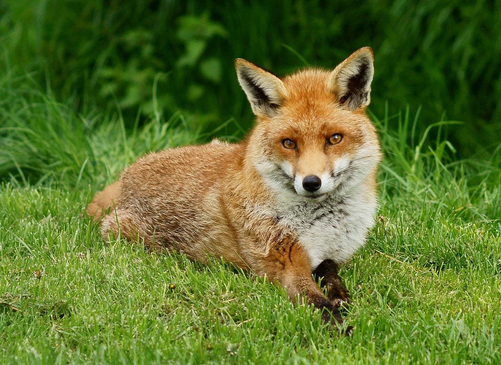 Wild fox at the British Wildlife Centre, via flickr/peter-trimming