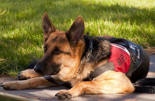 German Shepherd Service Dog - Pixabay