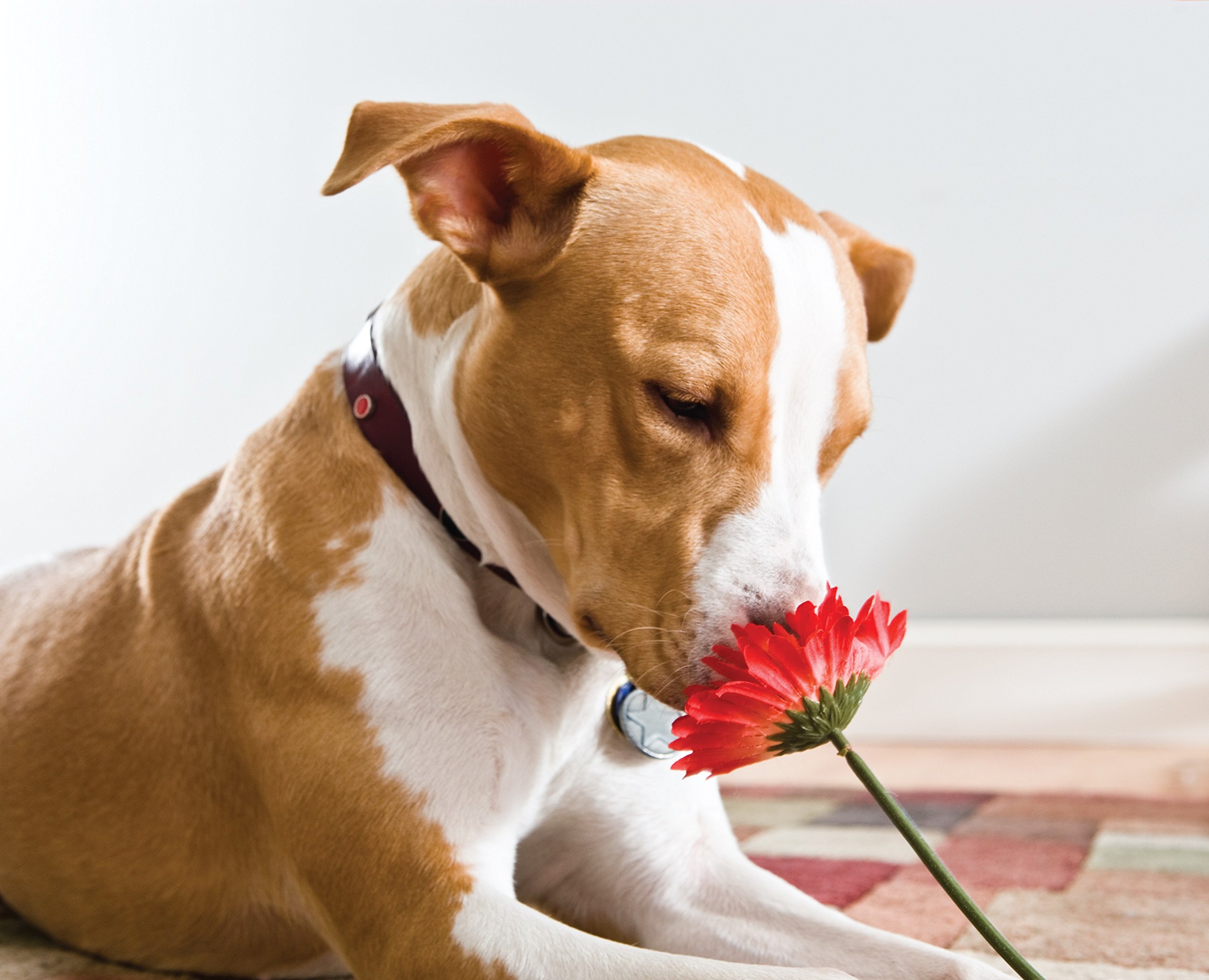 dog lover If you are looking for a unique gift idea for the animal lover in your family, check out our gifts for dog lovers from embroidered clothing to dog training books and dog breeding specific items, there is a wide assortment of gifts for dog owners to choose from. dog lover If you are looking for a unique gift idea for the animal lover in your family, check out our gifts for dog lovers from embroidered clothing to dog training books and dog breeding specific items, there is a wide assortment of gifts for dog owners to choose from.