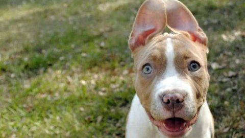 pitbull puppy ears dog ear facts