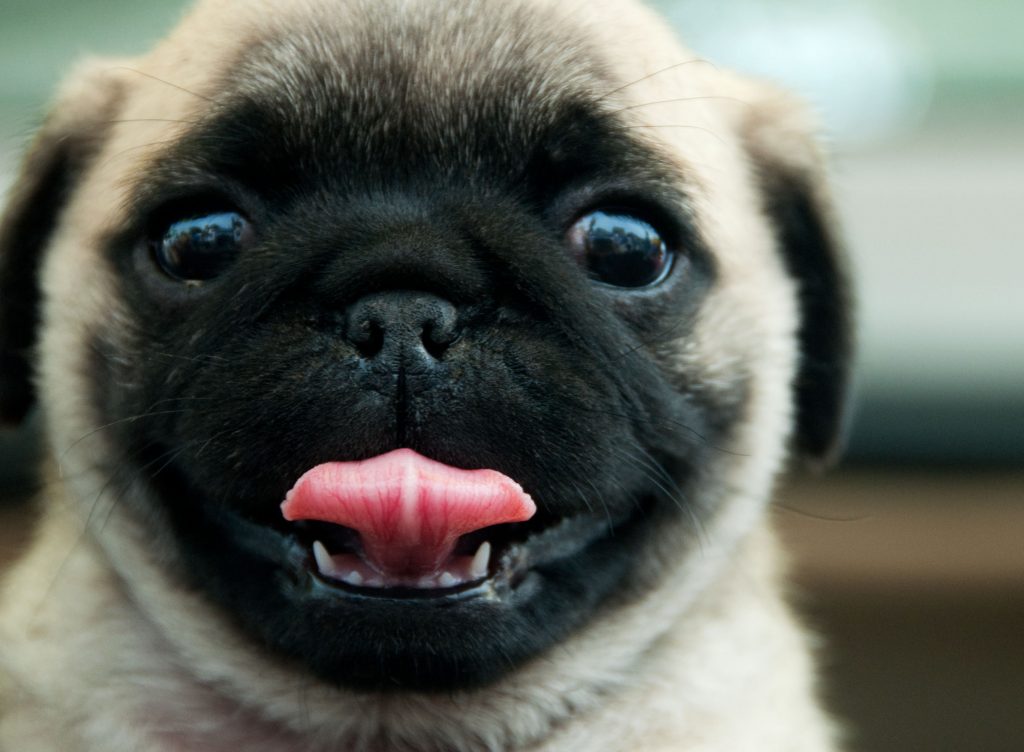 pug runny nose does my a cold how to and what to do rover pug runny nose does my a cold how to and what to do rover