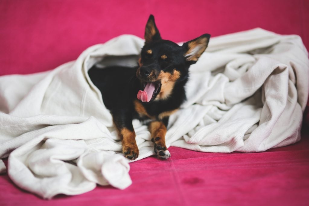 puppy_yawning