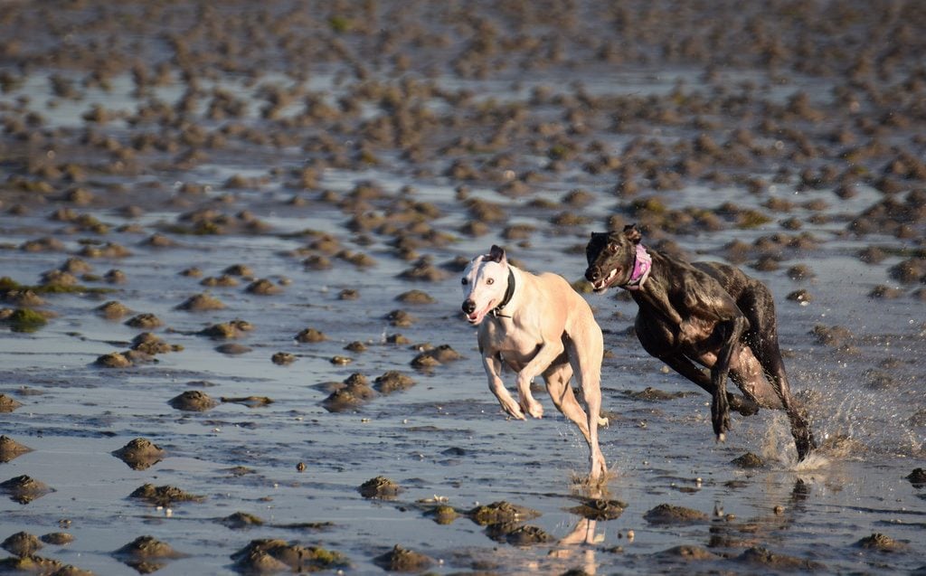 The Fastest Dogs in are as Amazing as Olympic | The Dog People by Rover.com