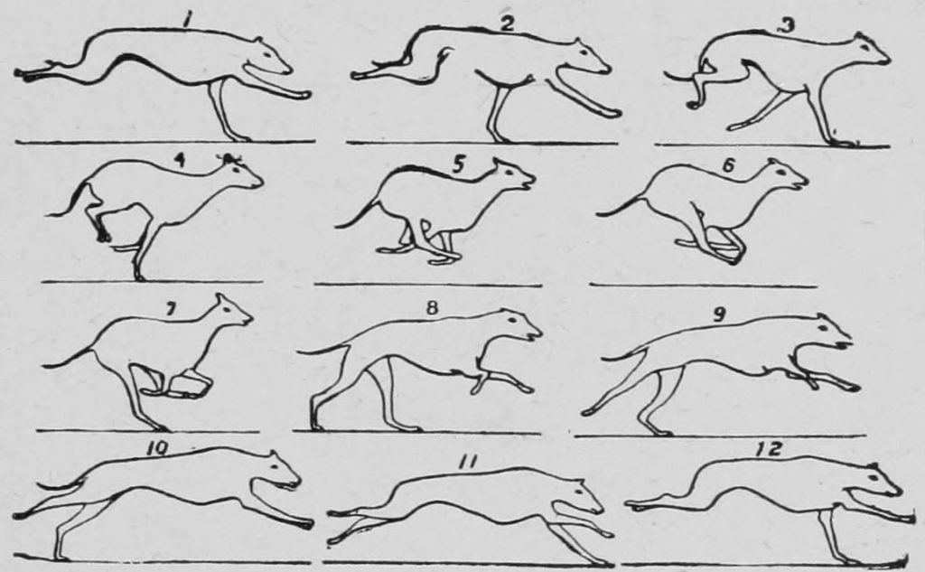 19th century dog galloping illustration via wikicommons