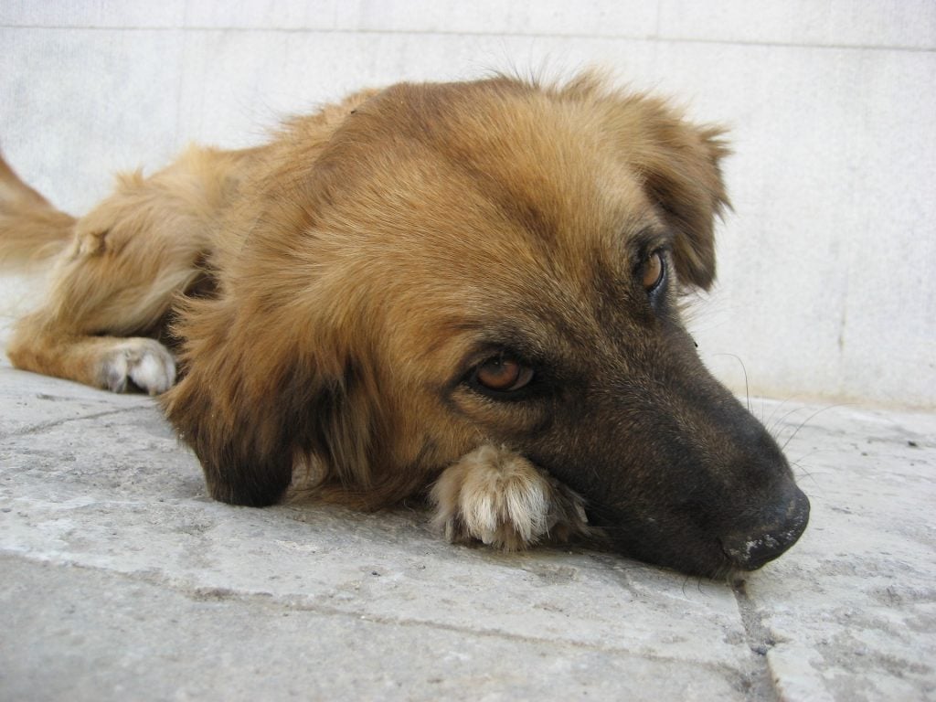 sad-pet