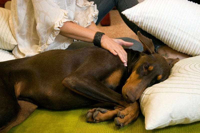 How to Give Your Dog a Massage The Dog People by Rover.com