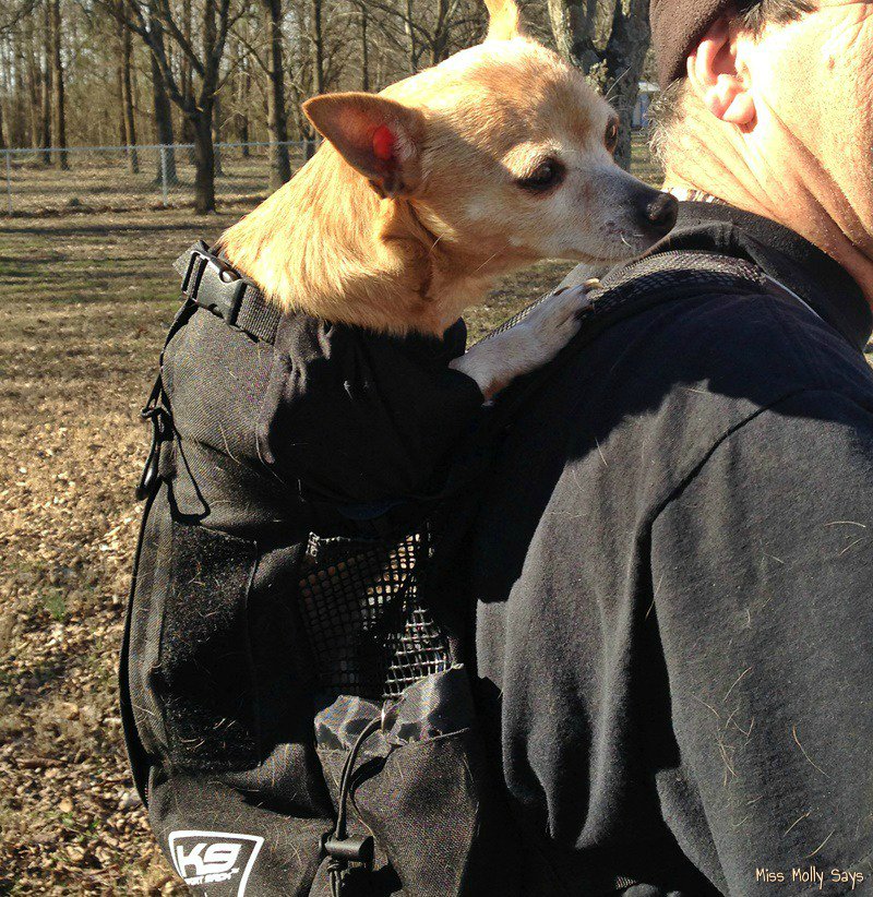 The 10 Snuggliest Dog Breeds Ever