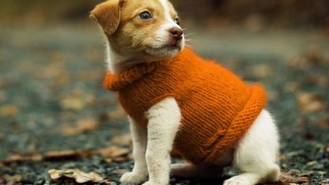 rank the cutest sweater weather dogs