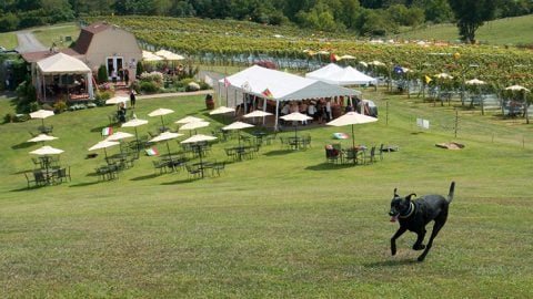 The 7 Best Dog-Friendly Wineries Near Washington D.C. | The Rover Blog