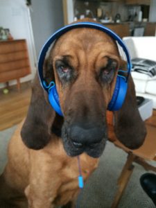 dog listening to music do dogs like music