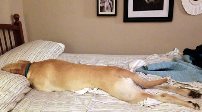 12 dogs who just dont want to get out of bed today